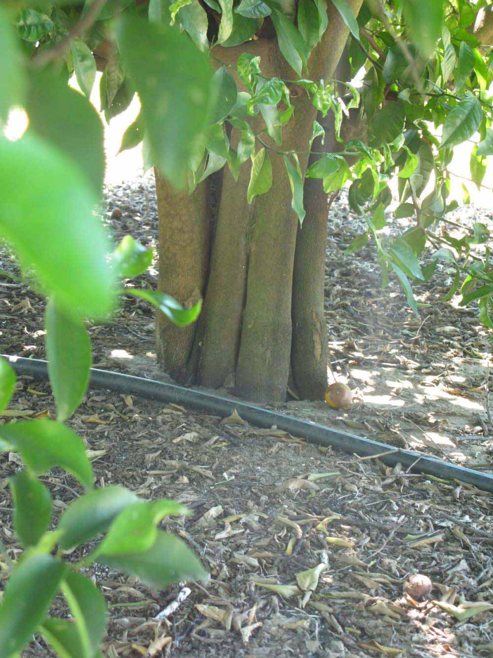            Bark (Winter Haven, FL)   